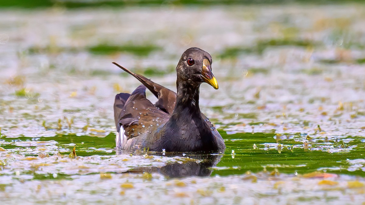 Eurasian Moorhen - Soong Ming Wong