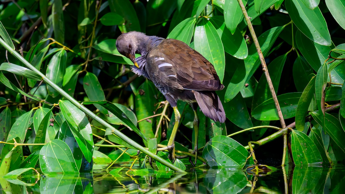 Eurasian Moorhen - Soong Ming Wong