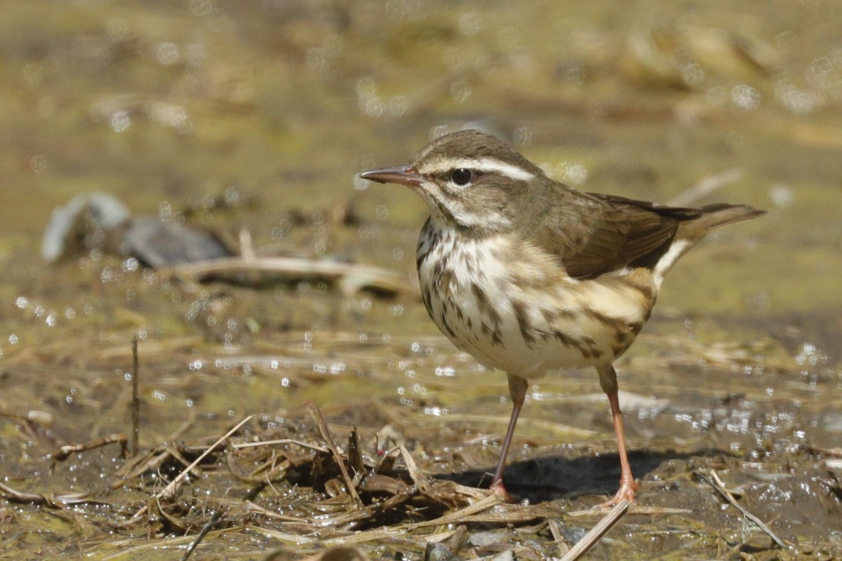 Louisiana Waterthrush - ML613013672
