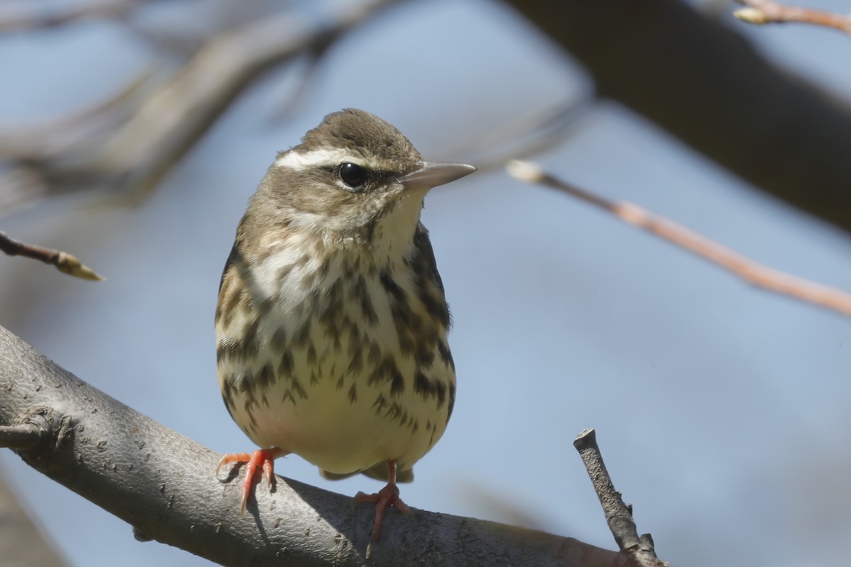 Louisiana Waterthrush - ML613013677