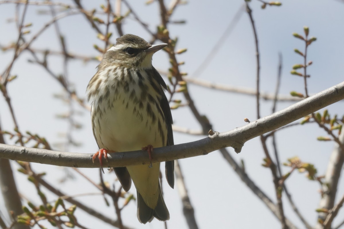 Louisiana Waterthrush - ML613013678
