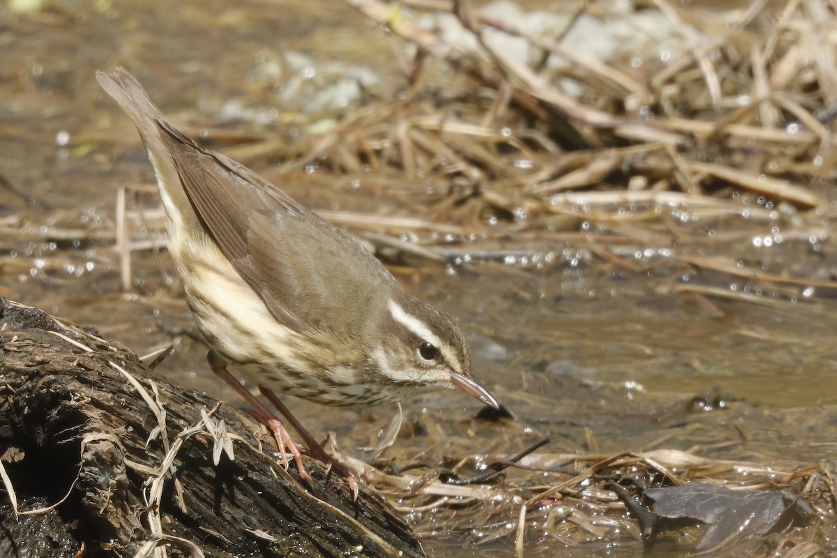 Louisiana Waterthrush - ML613013680