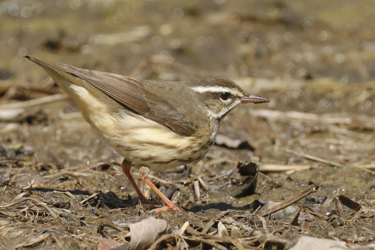 Louisiana Waterthrush - ML613013681
