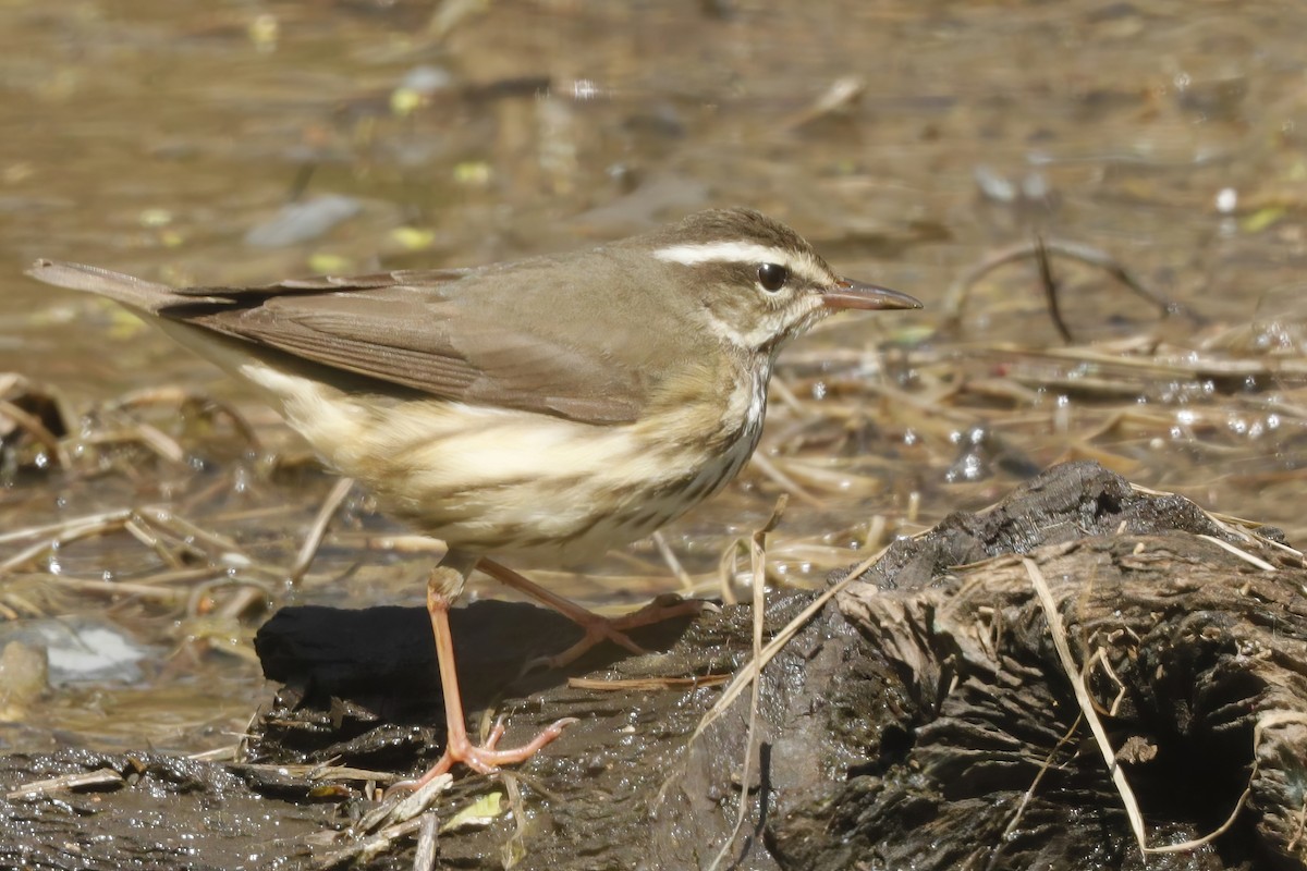 Louisiana Waterthrush - ML613013682