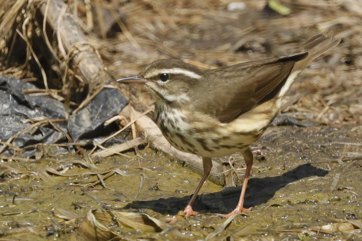 Louisiana Waterthrush - ML613013683