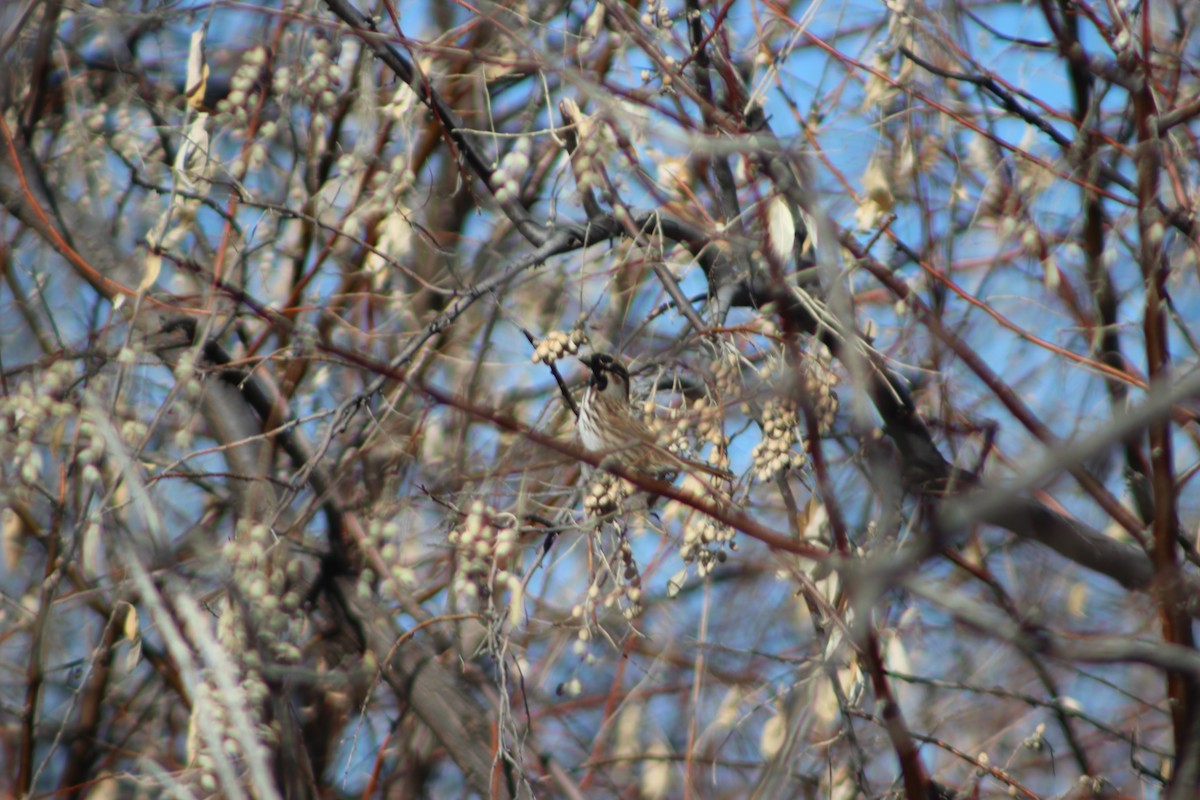 Song Sparrow - ML613013695