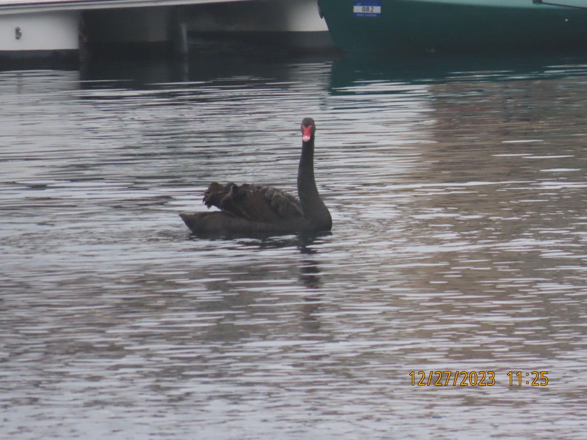 Black Swan - ML613013697