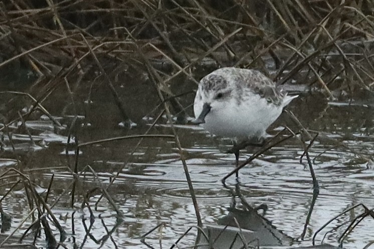 Spoon-billed Sandpiper - ML613013699