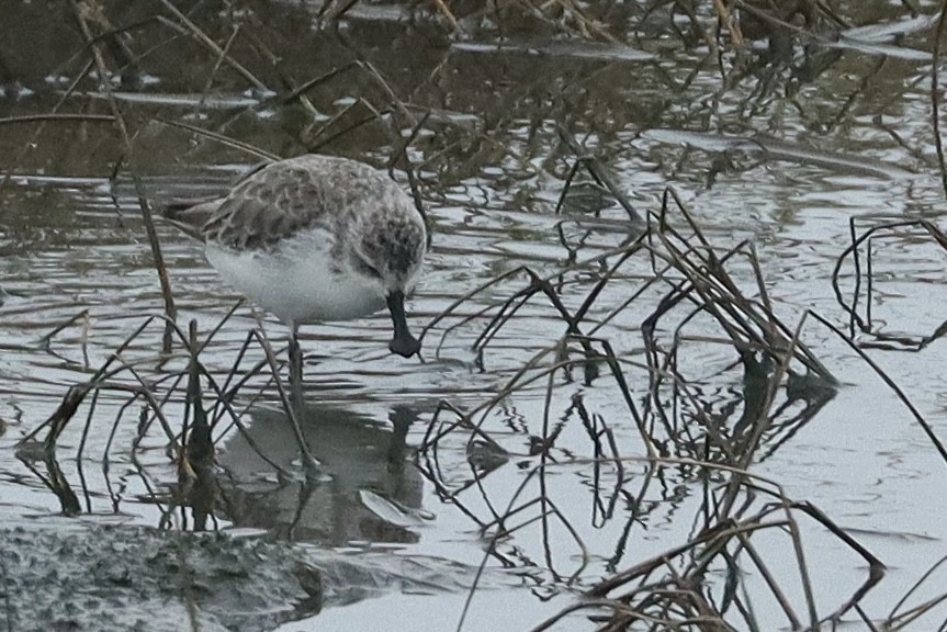 Spoon-billed Sandpiper - Han-Bo Chang