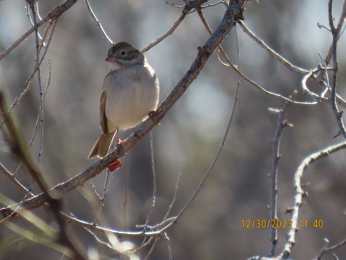 Brewer's Sparrow - ML613013710