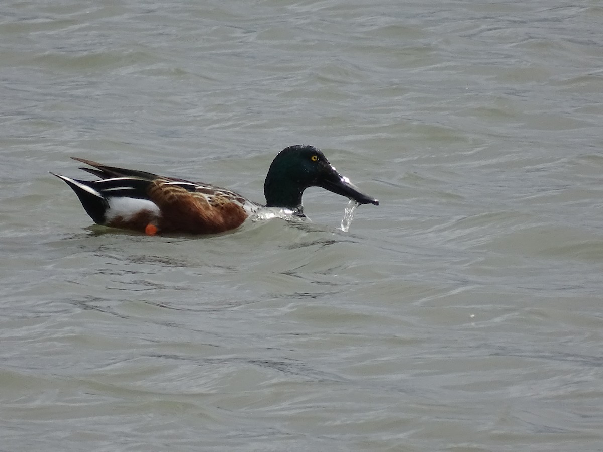 Northern Shoveler - Yana Levchinsky