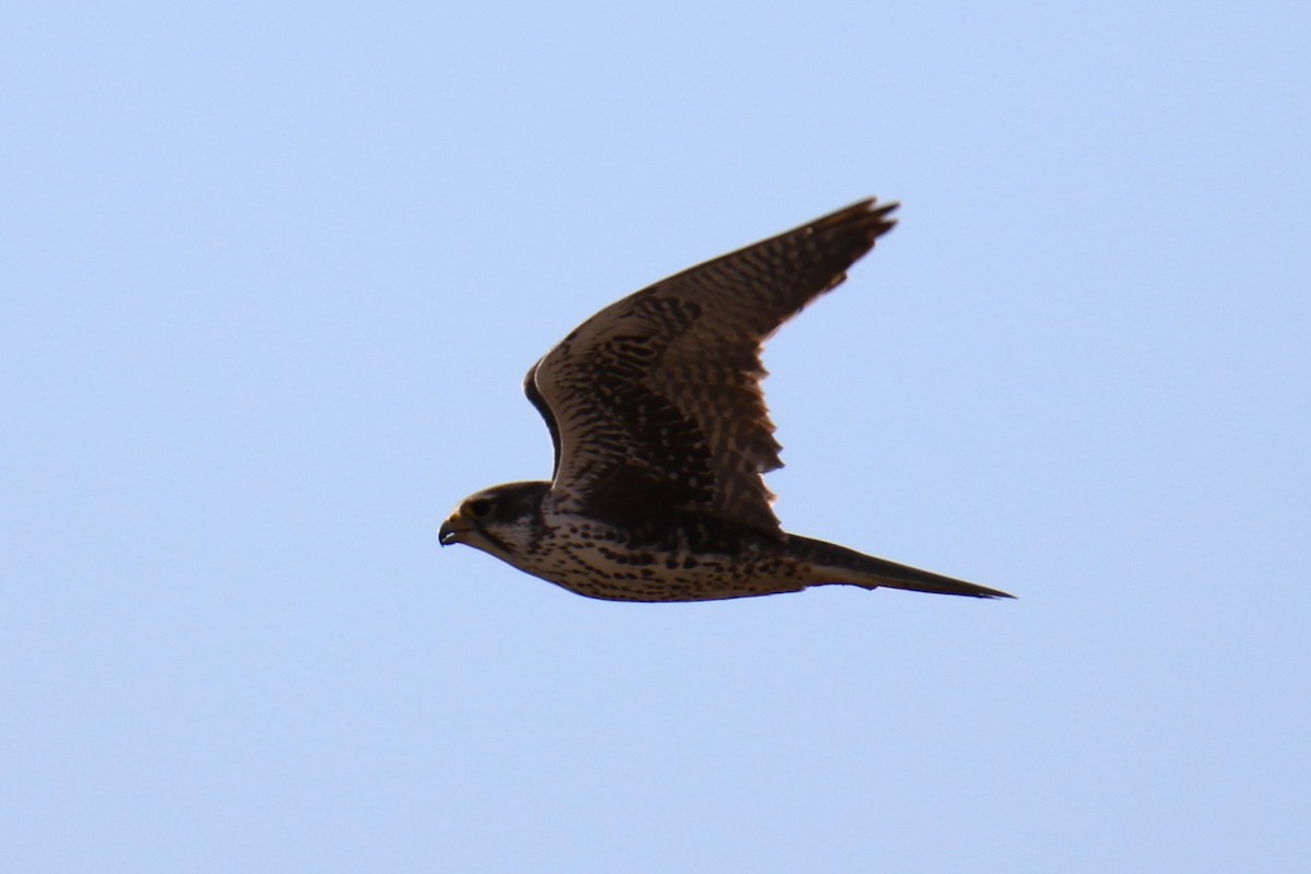 Prairie Falcon - ML613013853