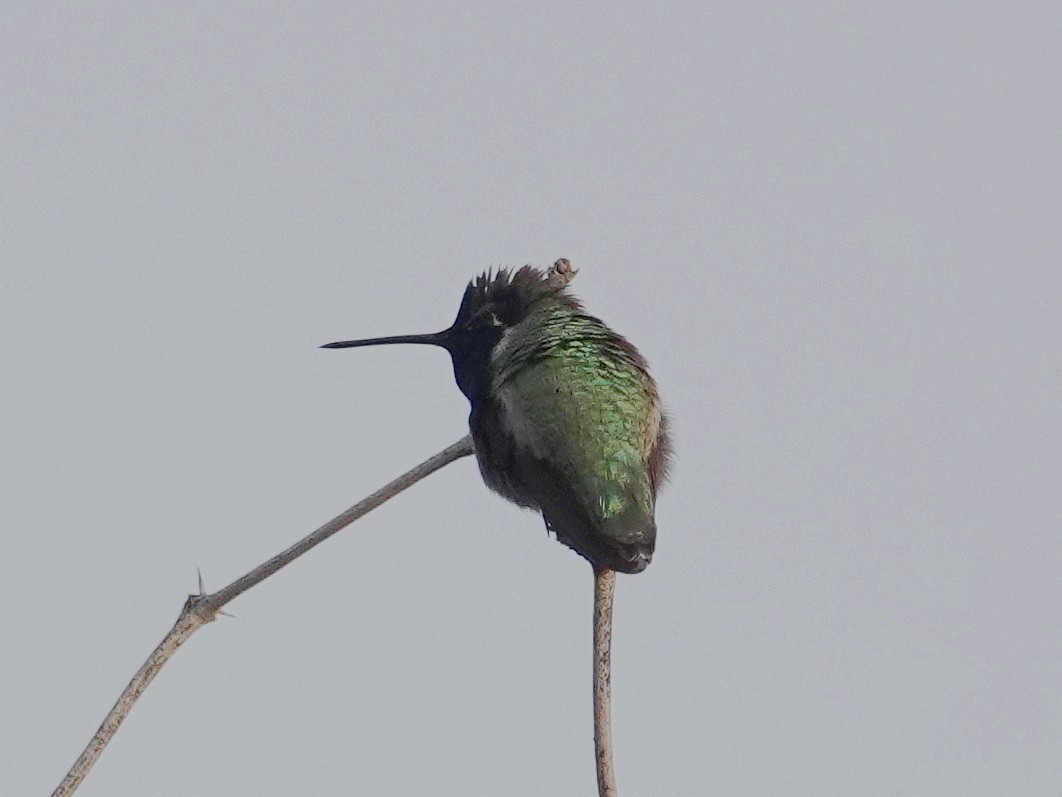 Costa's Hummingbird - ML613013909
