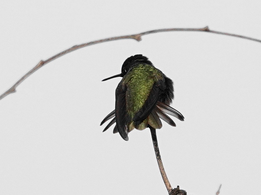 Costa's Hummingbird - ML613013910