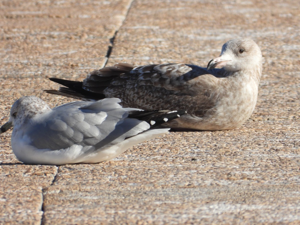 Herring Gull (American) - ML613013980