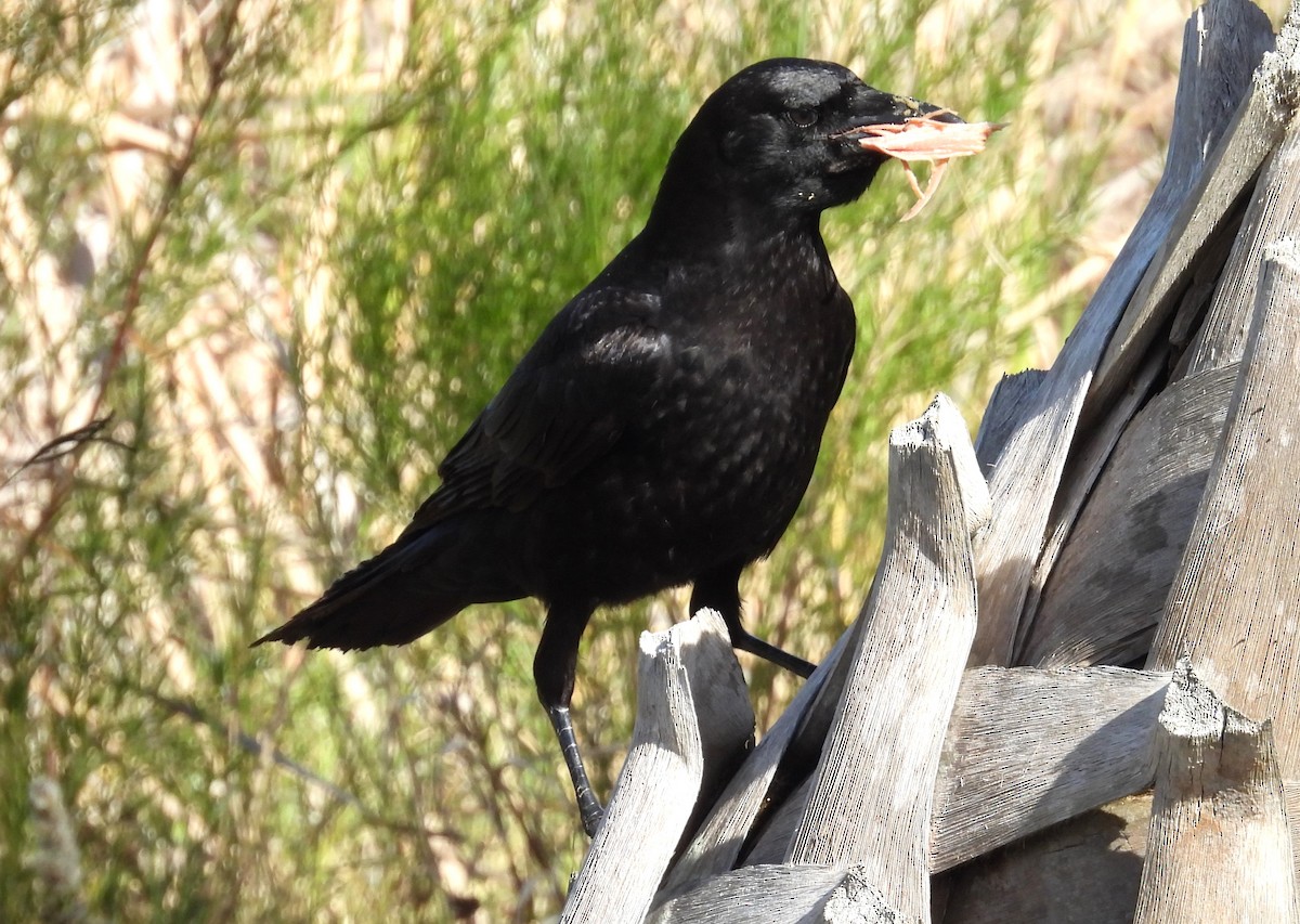 American Crow - Kathy Springer