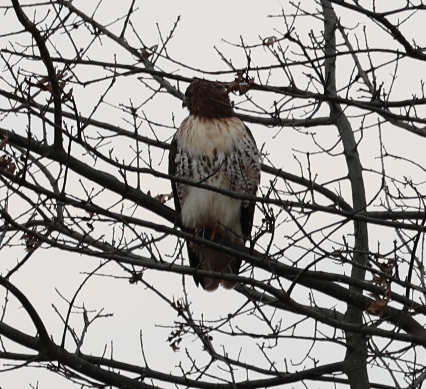Red-tailed Hawk - ML613014041