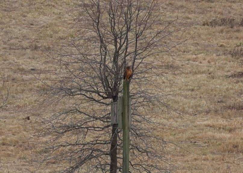 Northern Harrier - ML613014048