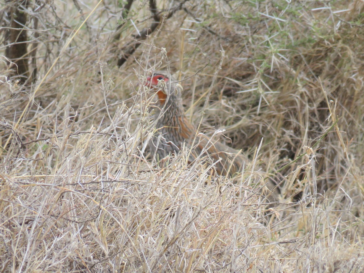 Gray-breasted Spurfowl - ML613014057
