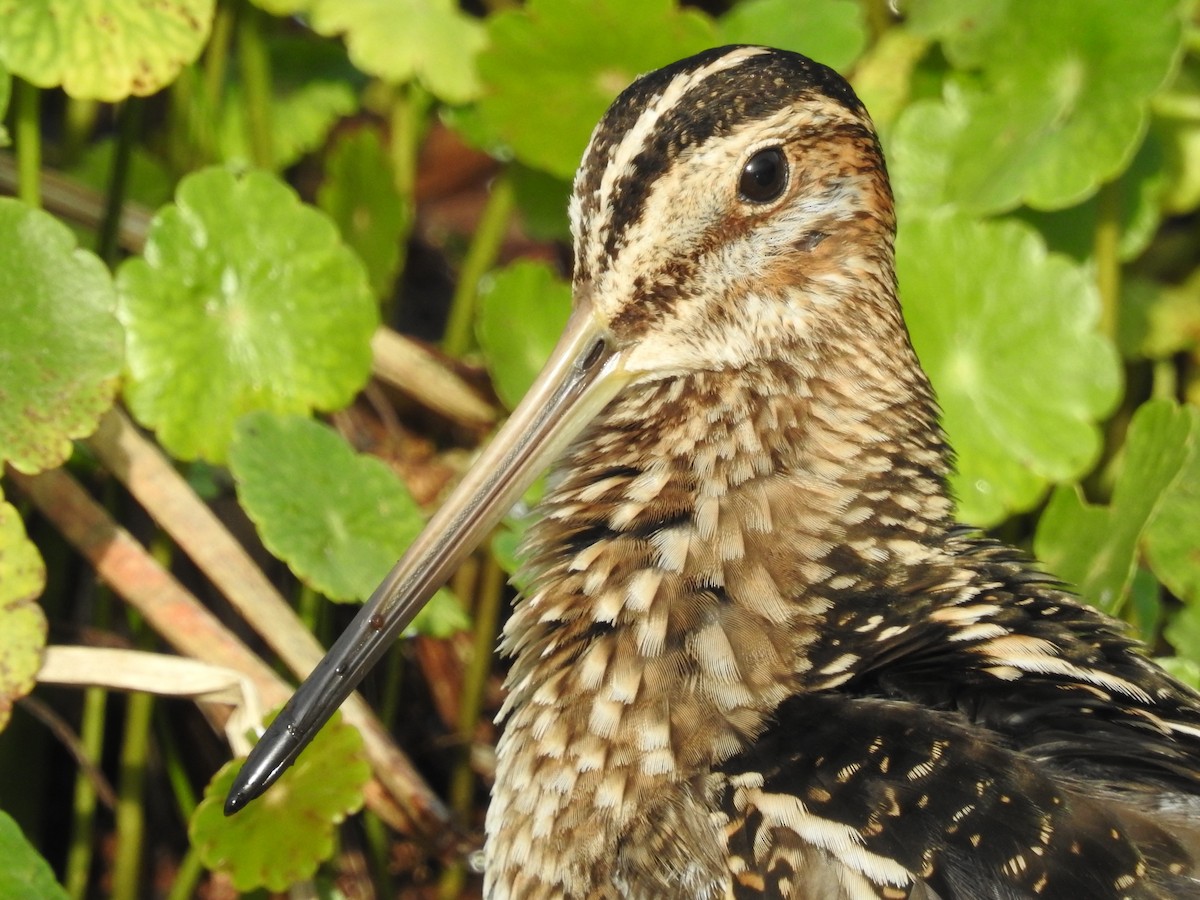 Wilson's Snipe - ML613014105