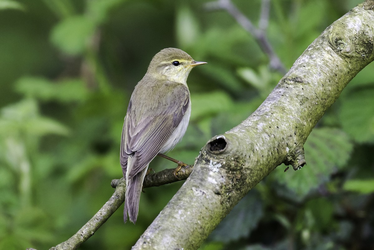 Willow Warbler - ML613014134