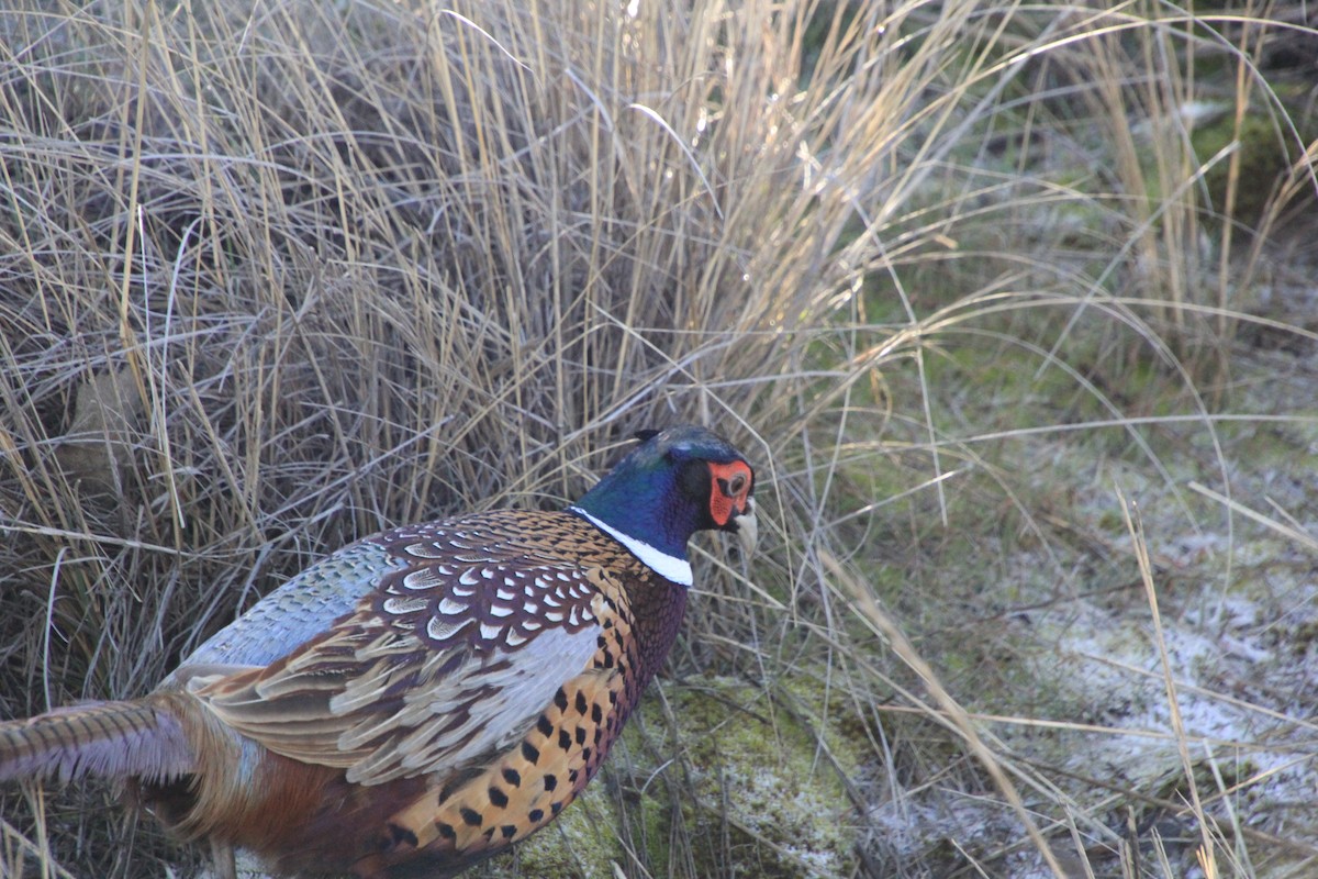 Ring-necked Pheasant - ML613014241