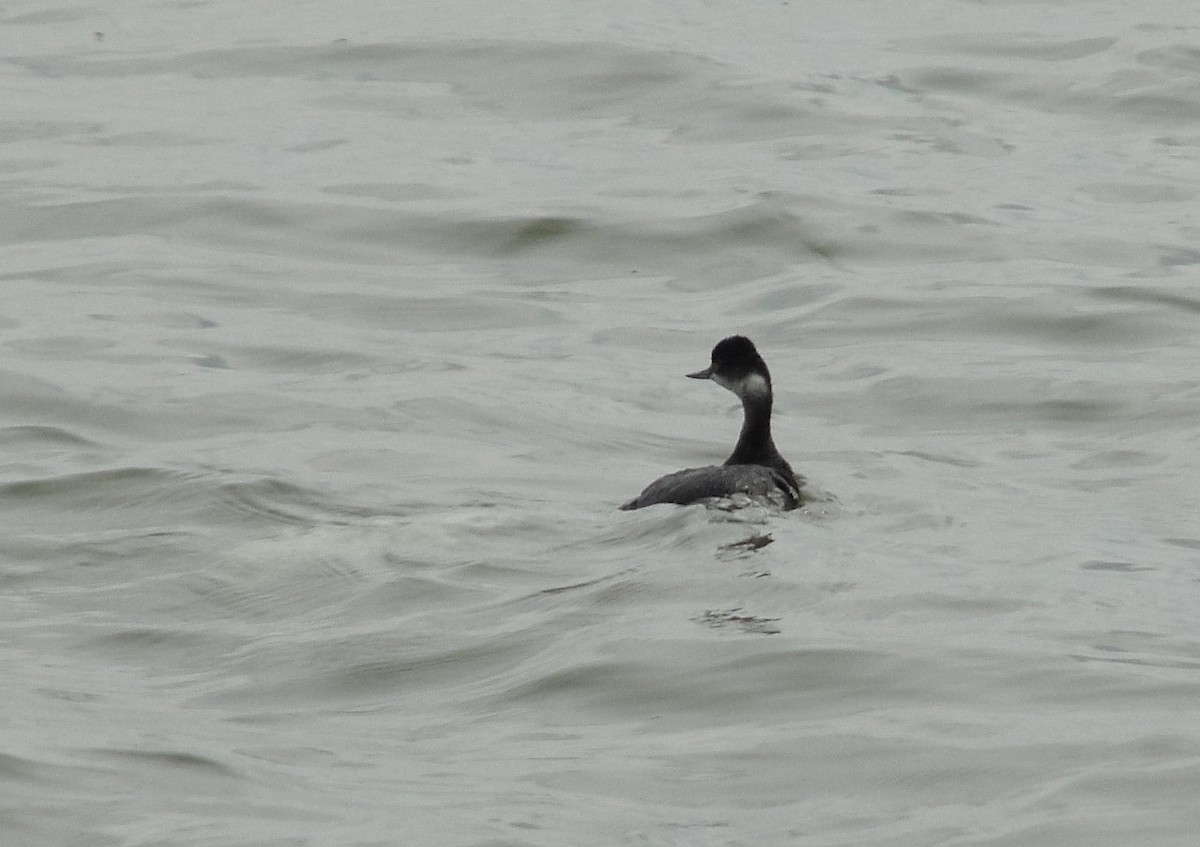 Eared Grebe - ML613014250