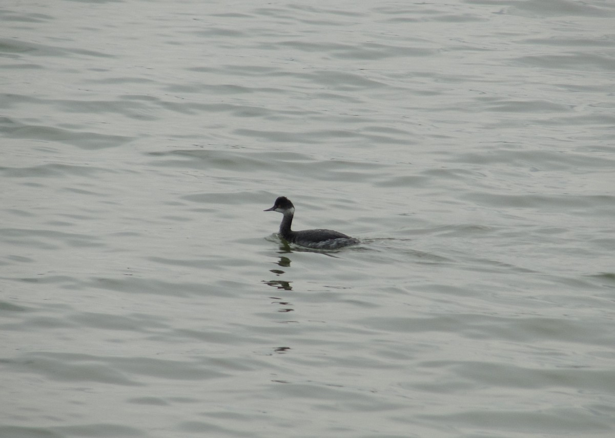 Eared Grebe - ML613014252