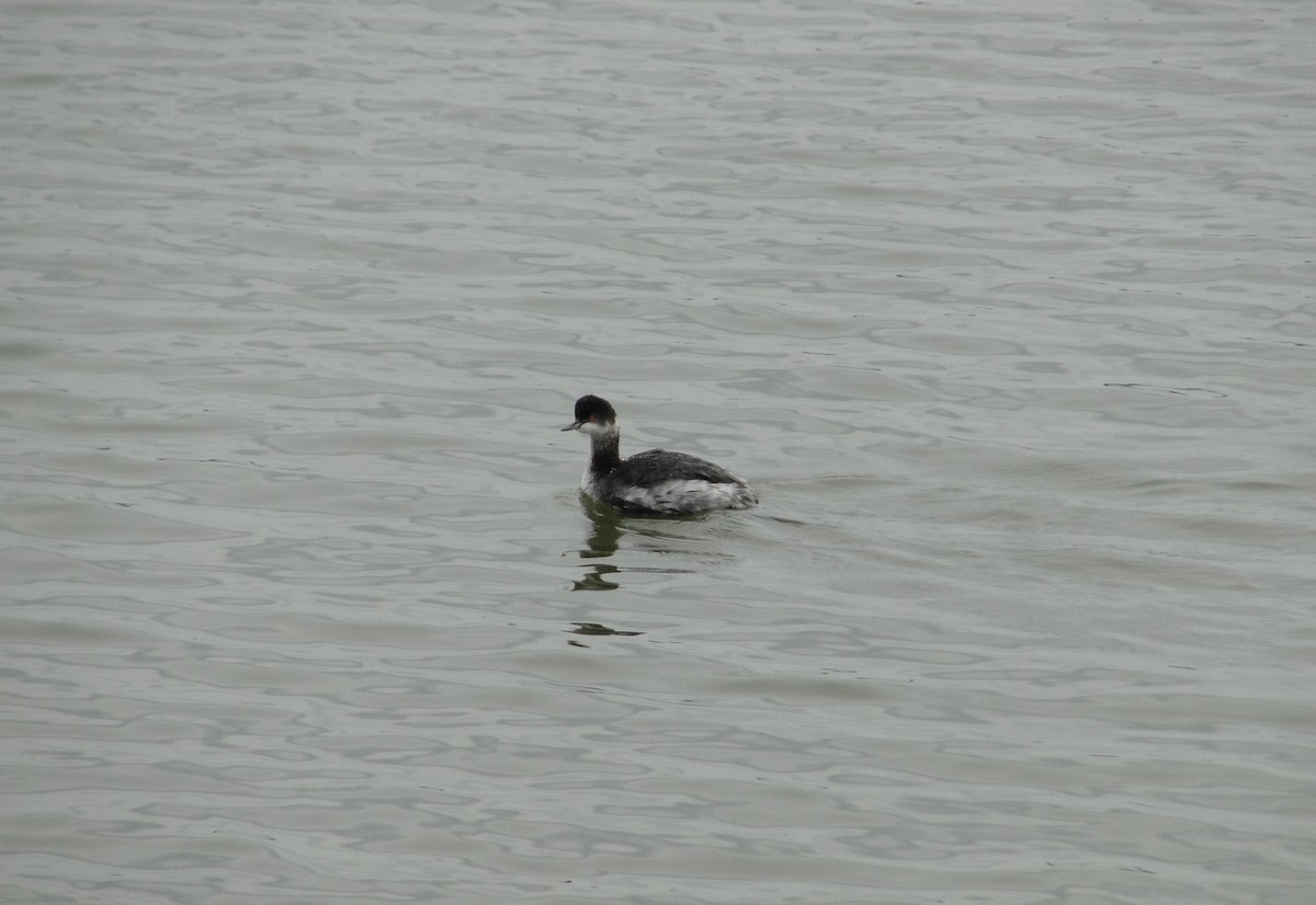 Eared Grebe - ML613014253