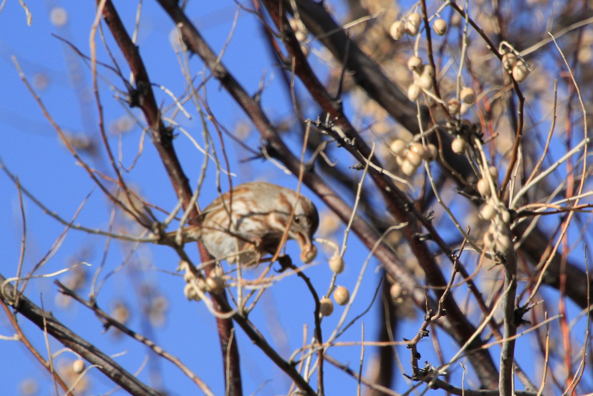 Song Sparrow - Pauline Irish