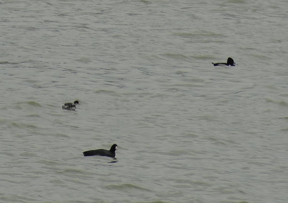 Ruddy Duck - ML613014274