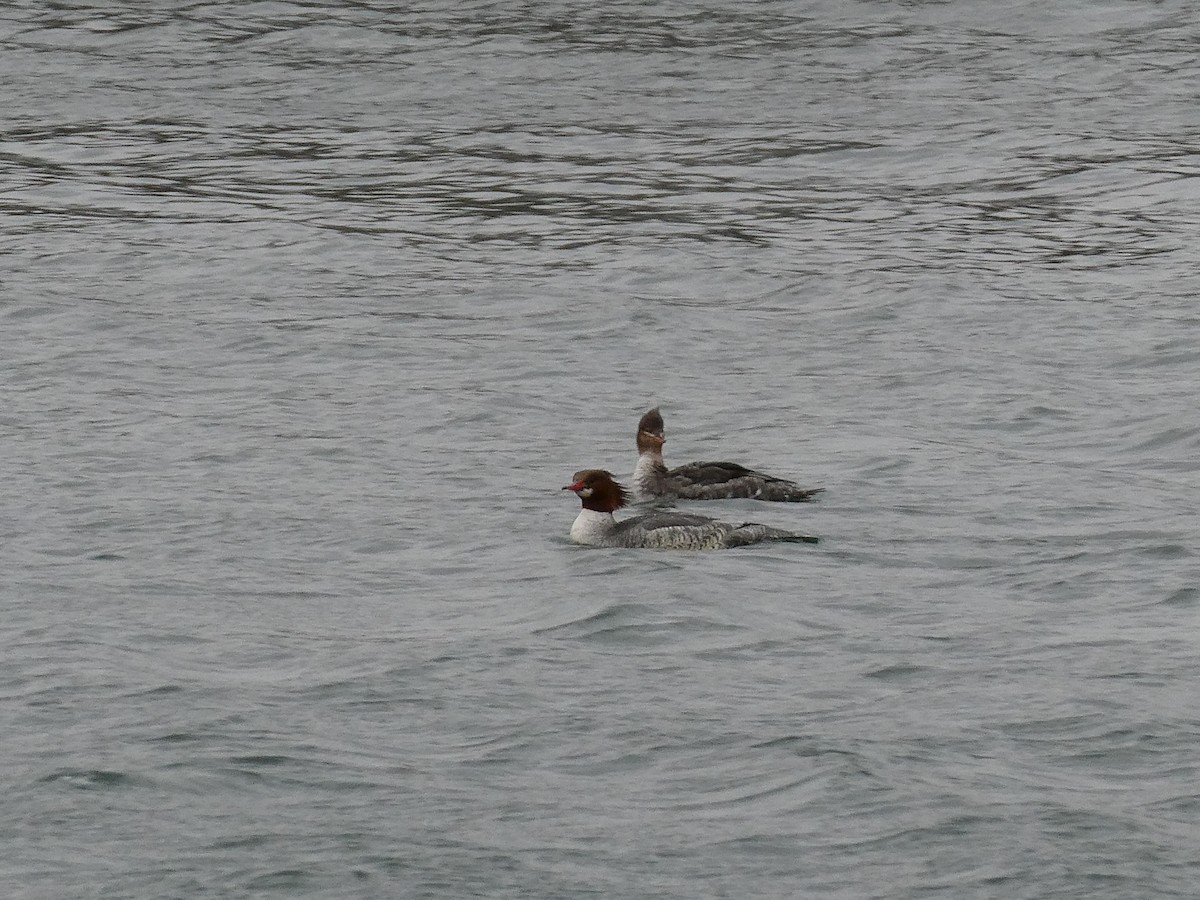 Common Merganser - ML613014307