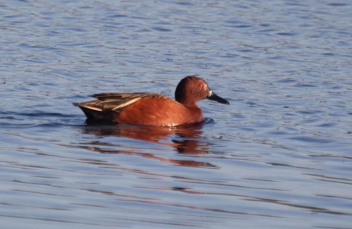 Cinnamon Teal - ML613014324