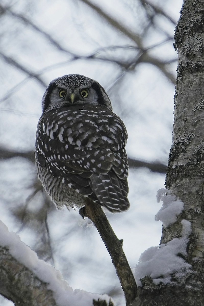 Northern Hawk Owl - ML613014370