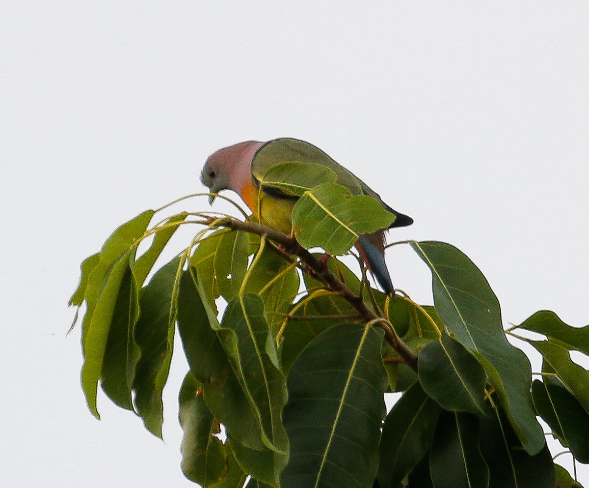holub papouščí - ML613014401