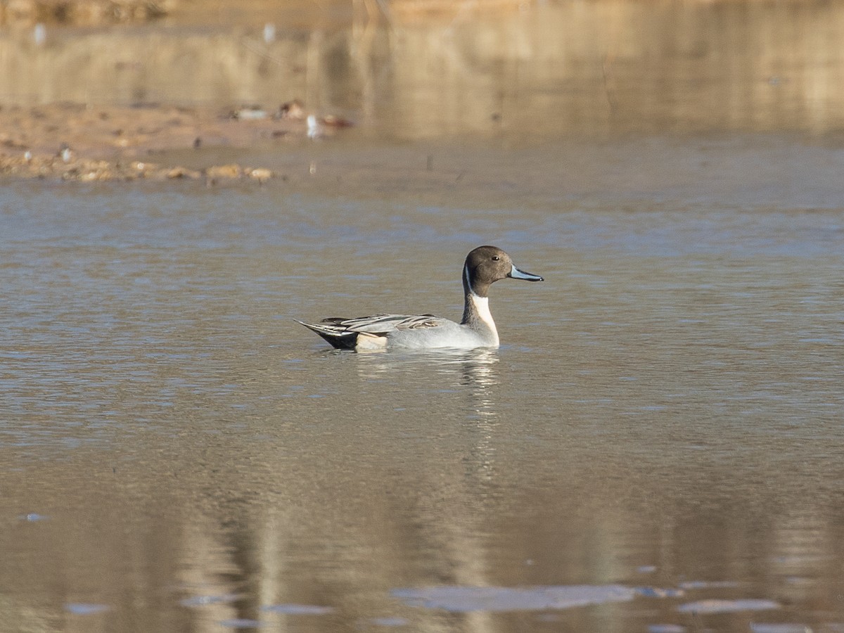 Northern Pintail - ML613014438