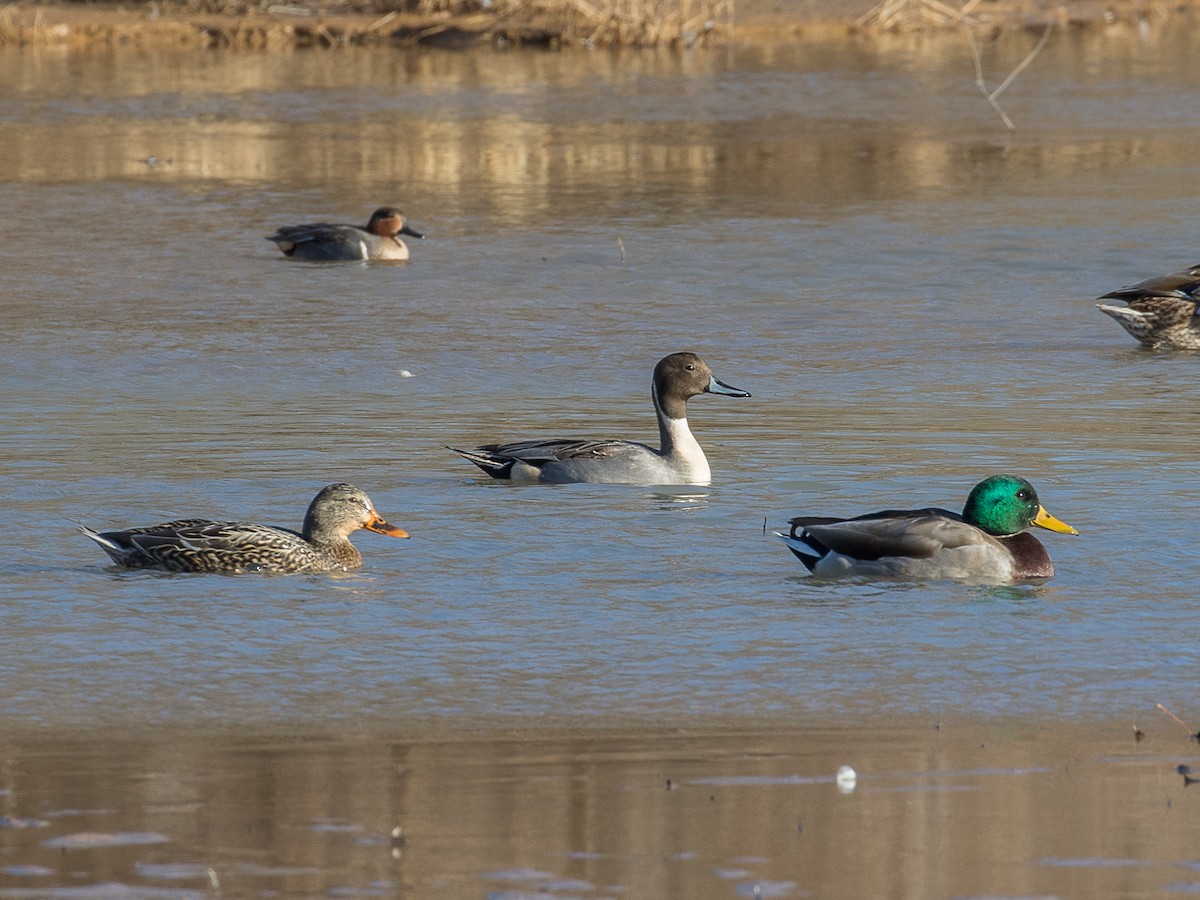 Northern Pintail - ML613014439