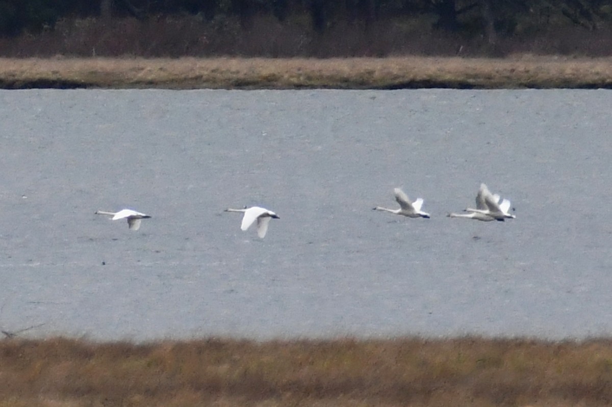 Tundra Swan (Whistling) - Phil Pickering