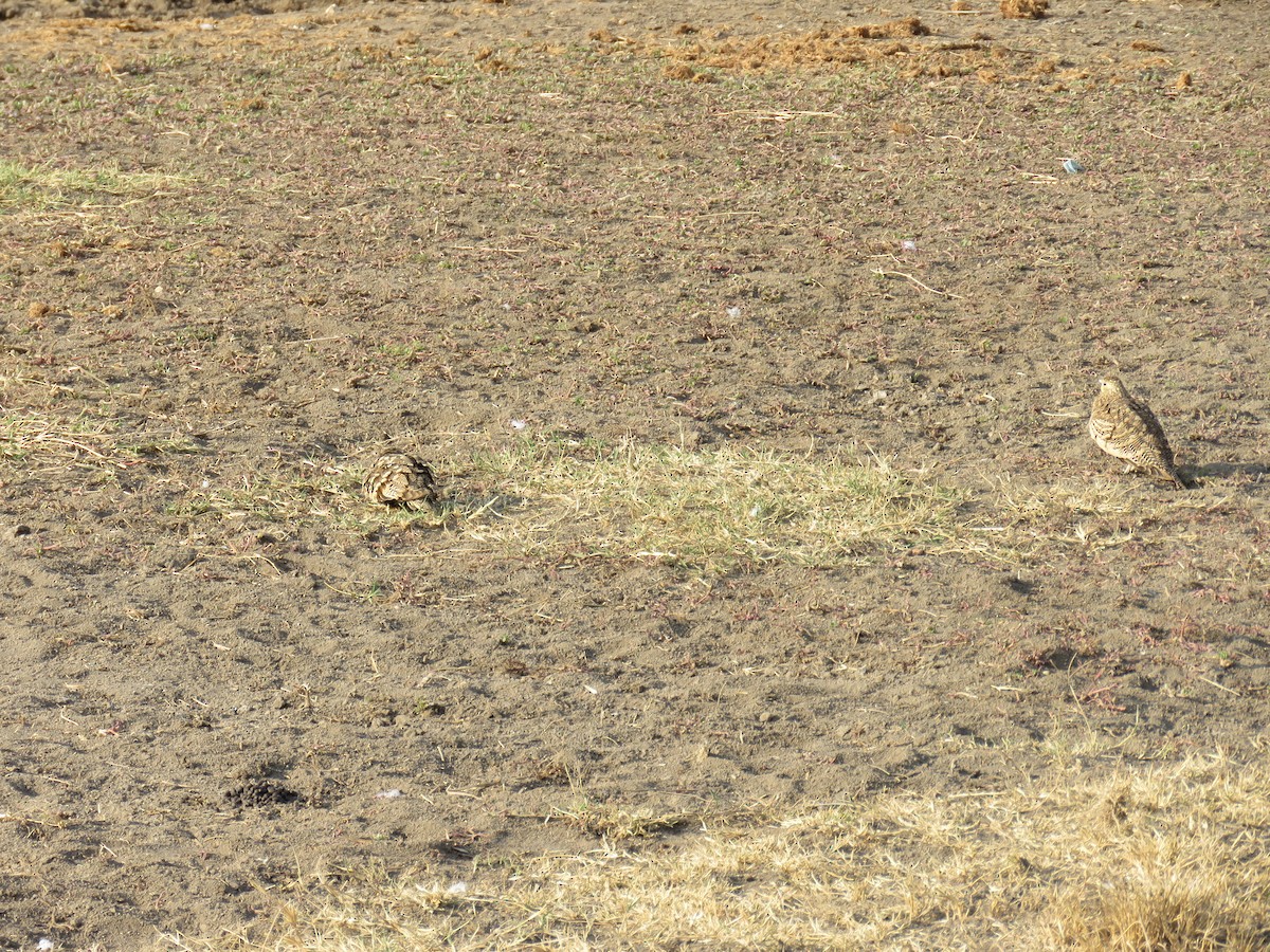 Chestnut-bellied Sandgrouse (African) - ML613014477