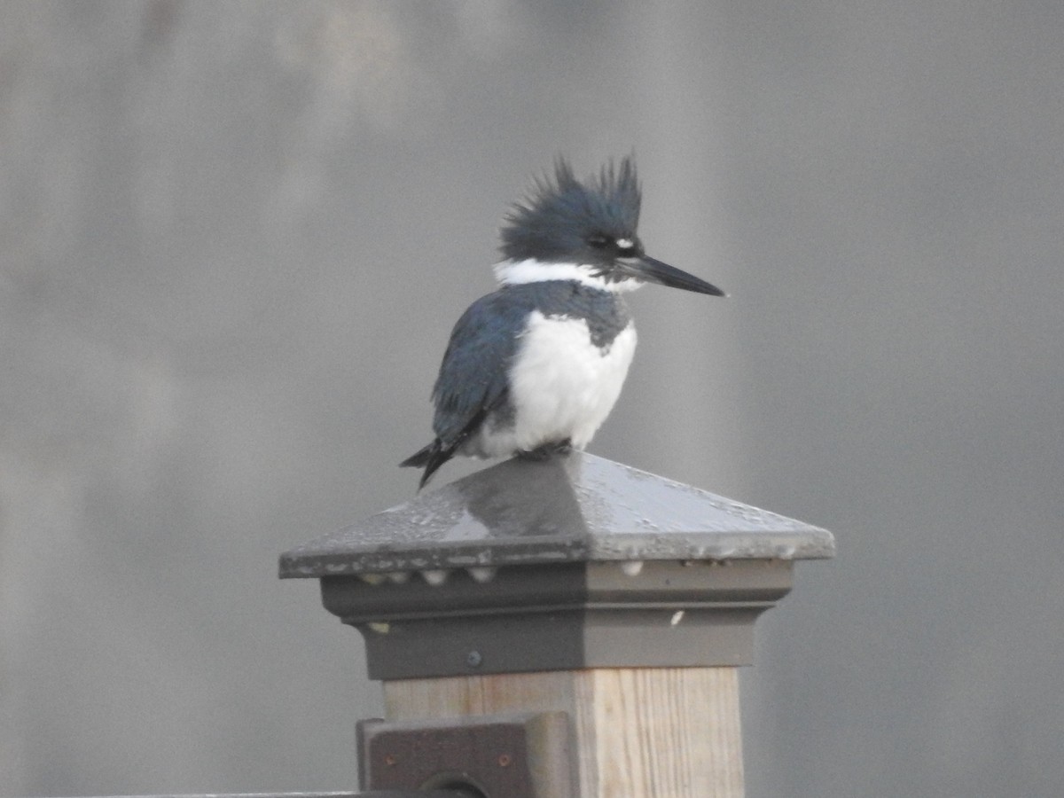 Belted Kingfisher - ML613014545