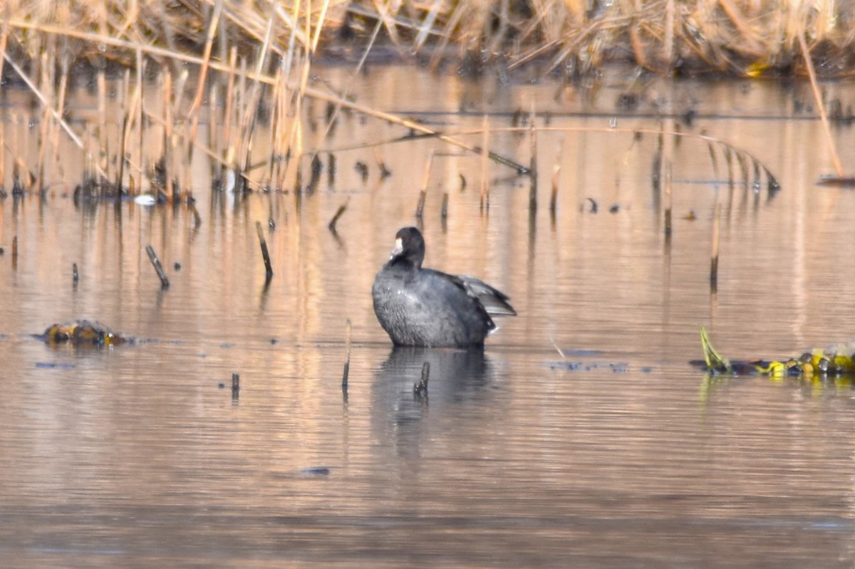 American Coot - ML613014579