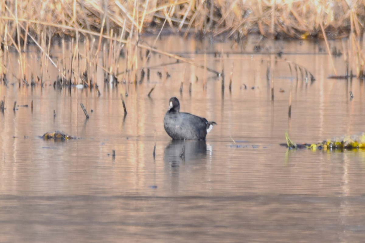 American Coot - ML613014580