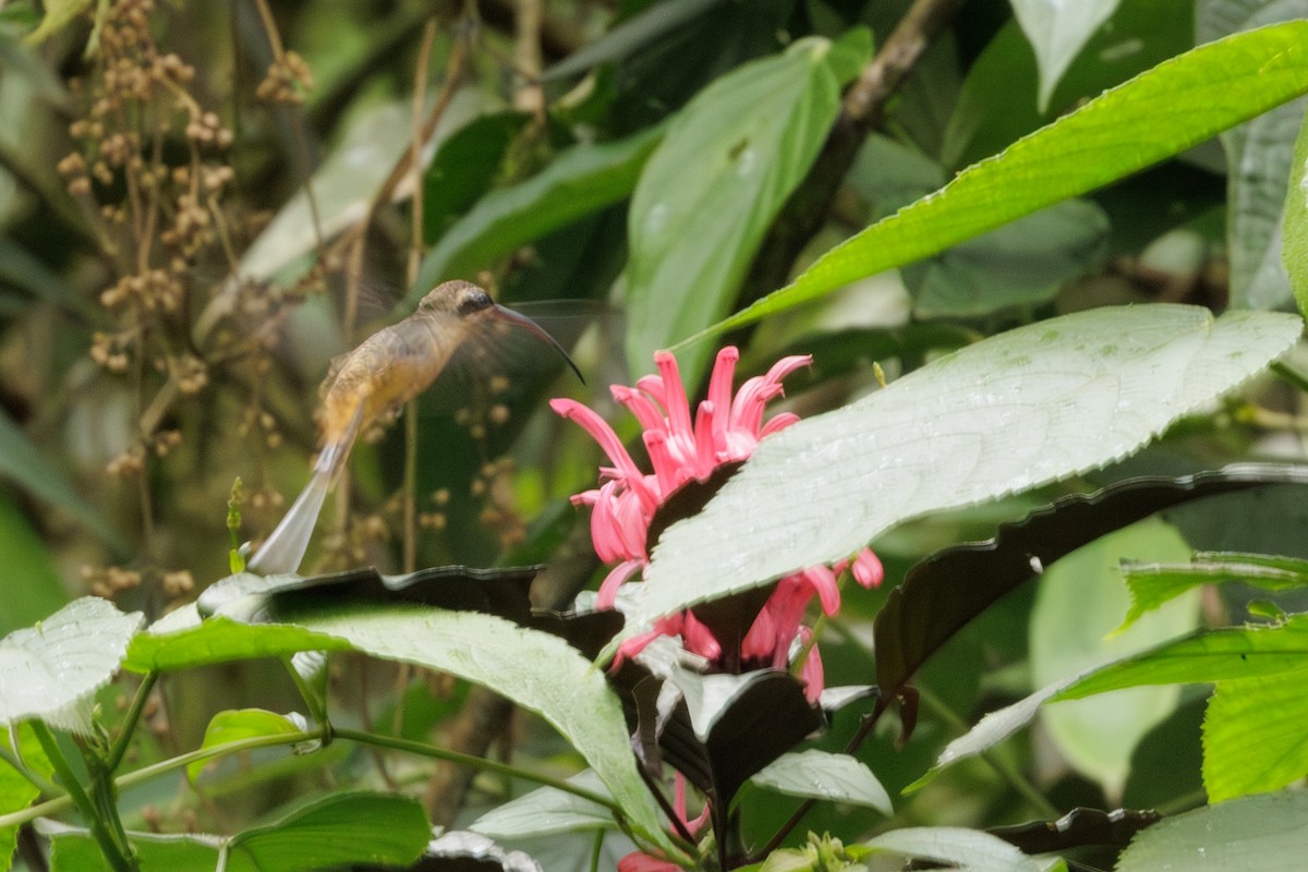 Tawny-bellied Hermit - ML613014605