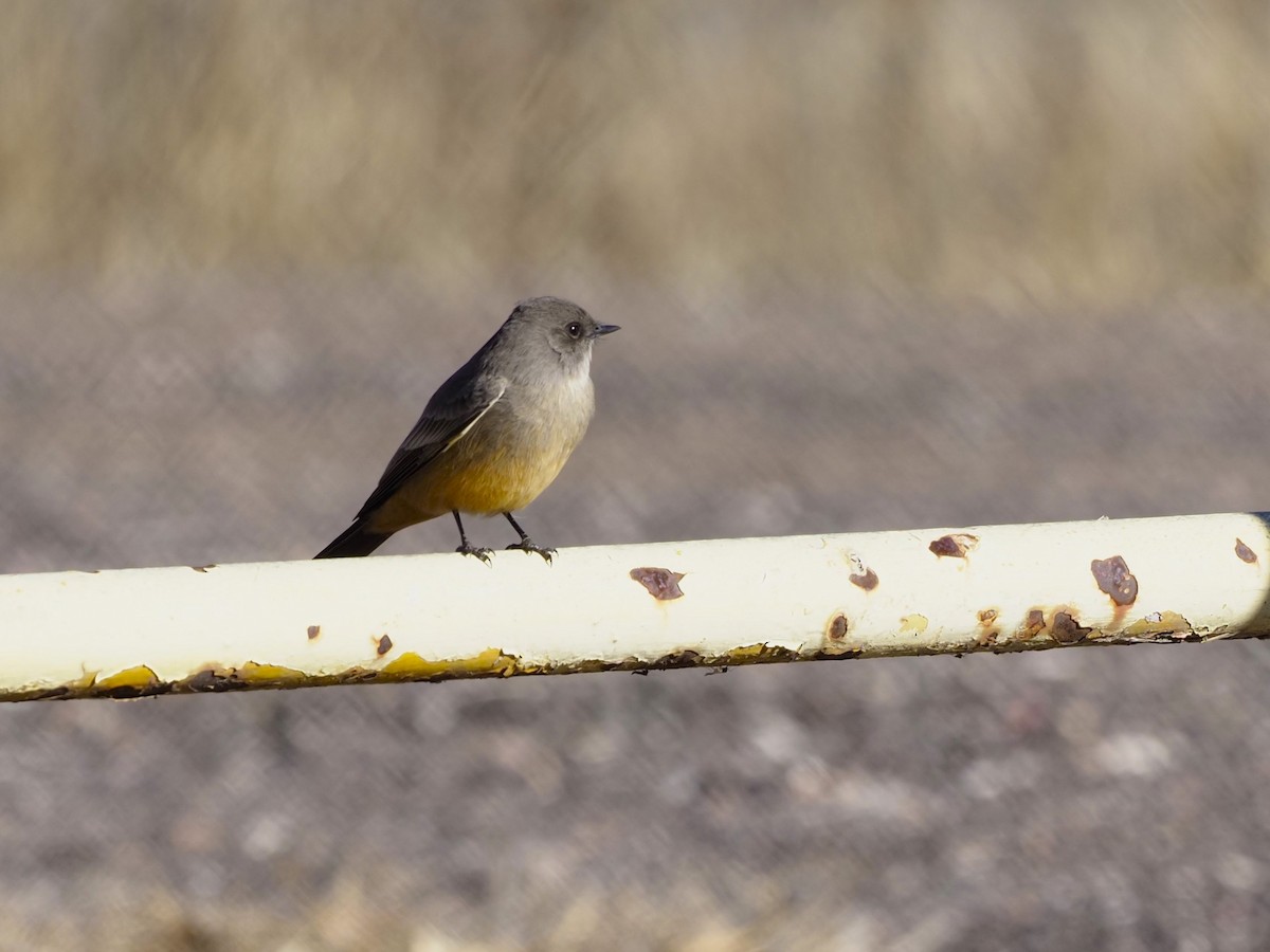 Say's Phoebe - ML613014609