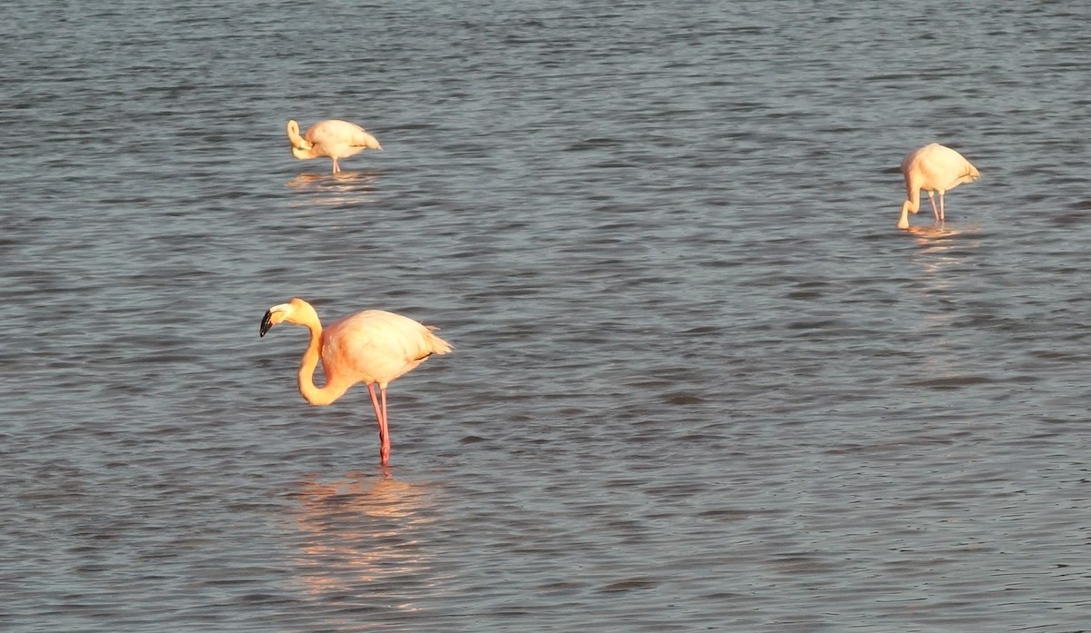 Amerika Flamingosu - ML613014709