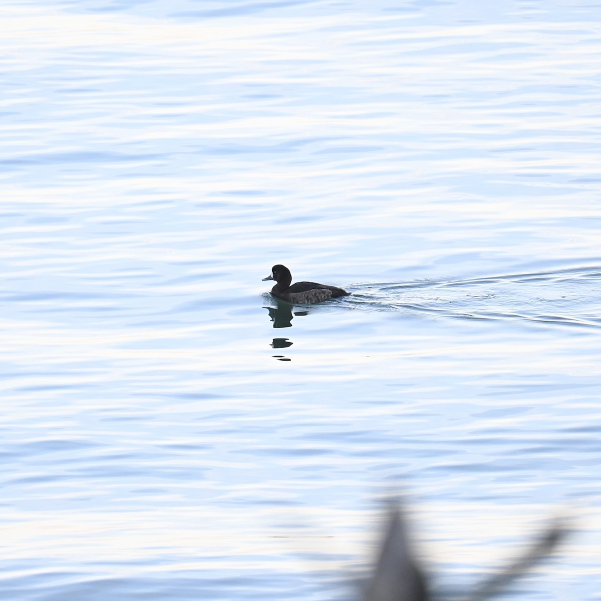 Greater Scaup - ML613014782