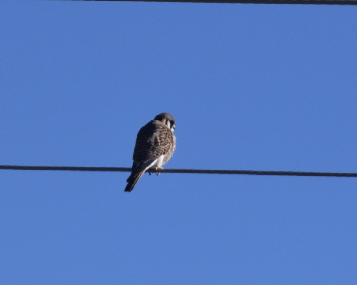 American Kestrel - Daniel Parsons