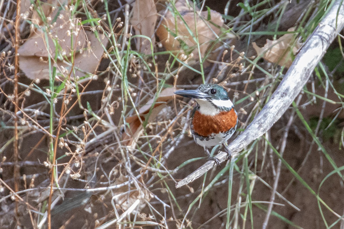 Green Kingfisher - Garrett Little