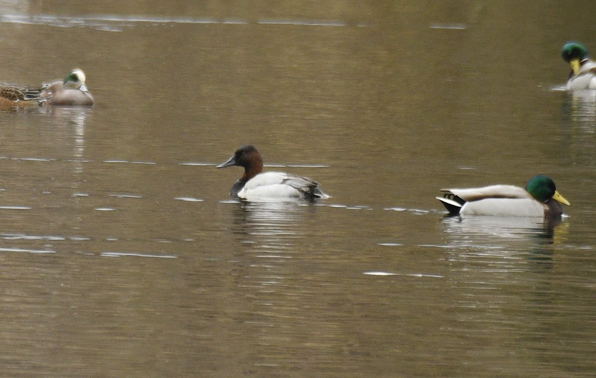 Canvasback - ML613014933