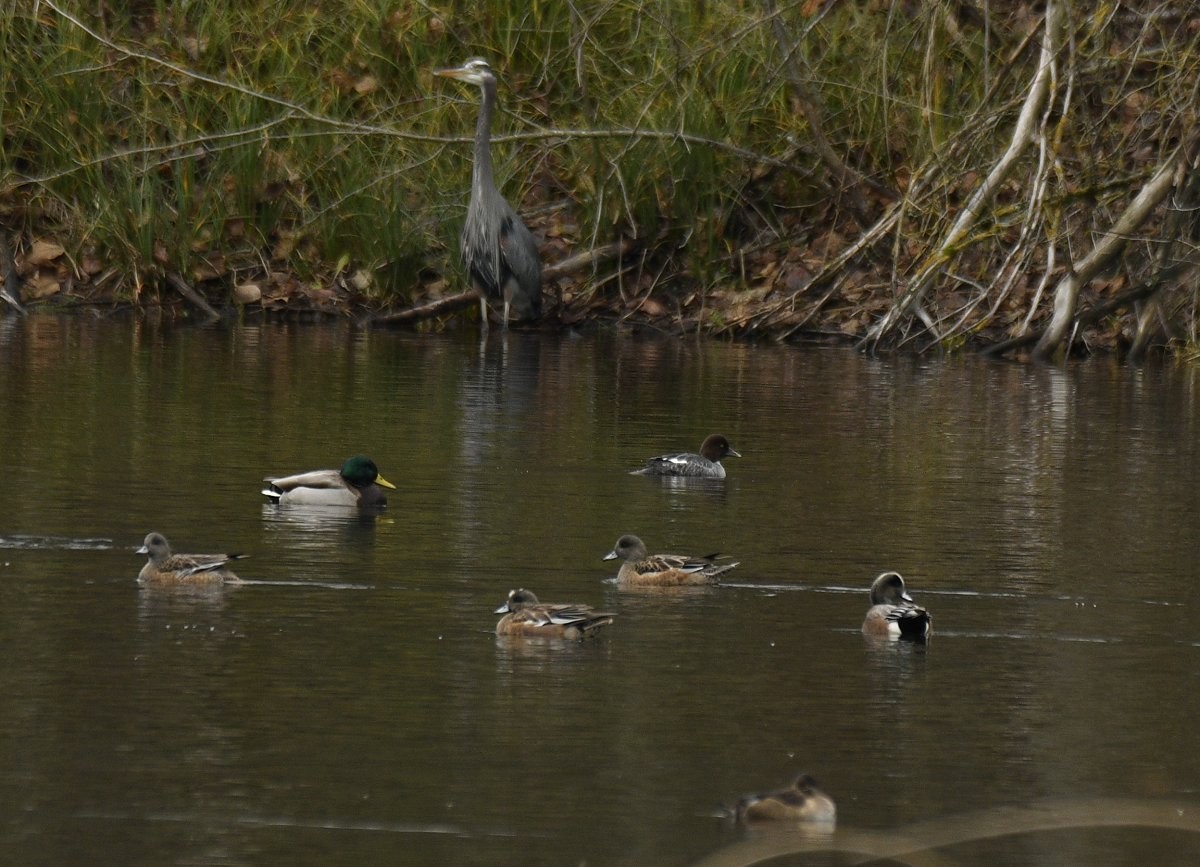 Common Goldeneye - ML613014940